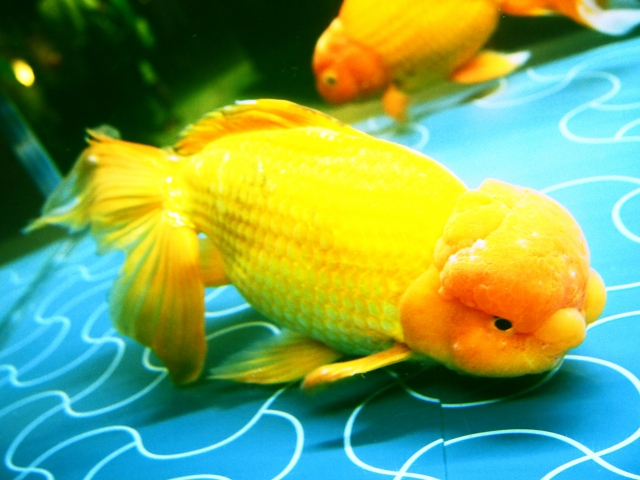 すみだ水族館の写真11