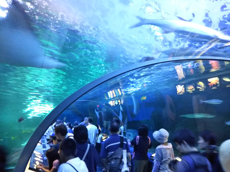 しながわ水族館の写真4