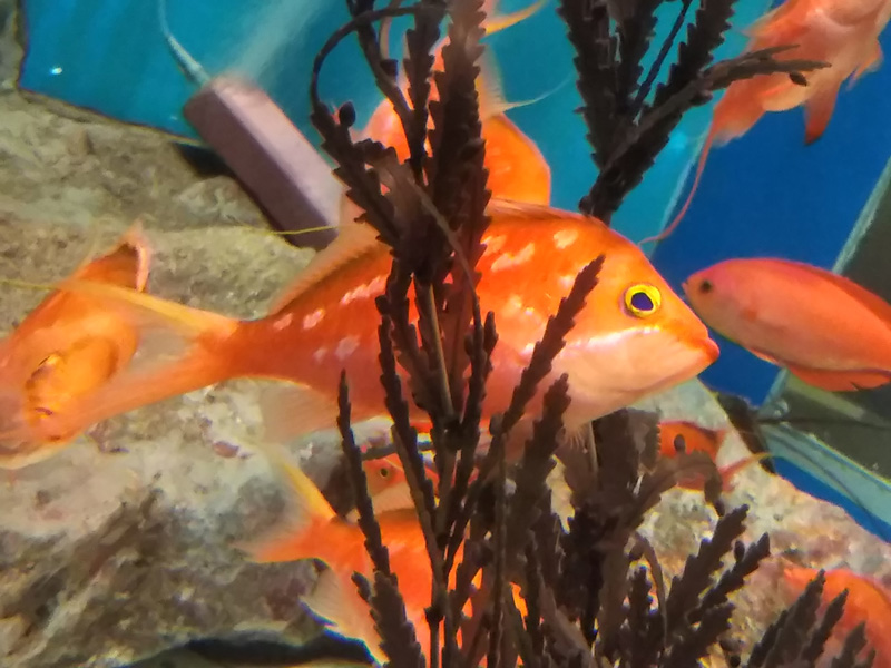 しながわ水族館の写真5