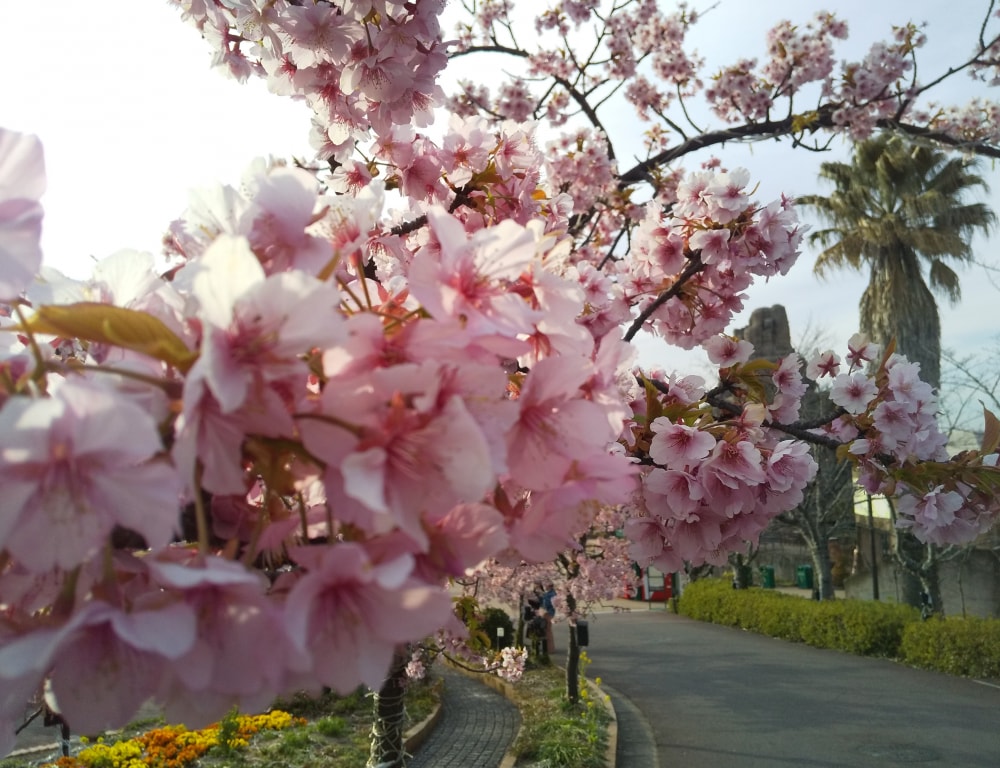 ひらかたパークの写真2