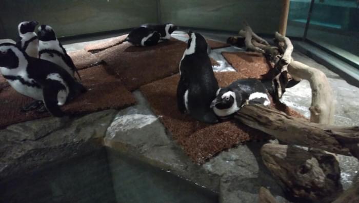 NIFREL(ニフレル)の写真4