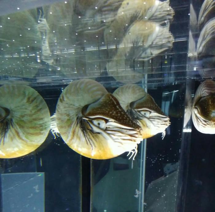 NIFREL(ニフレル)の写真8