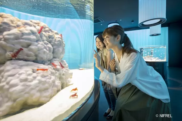 NIFREL(ニフレル)の写真1