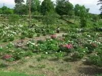 東松山ぼたん園