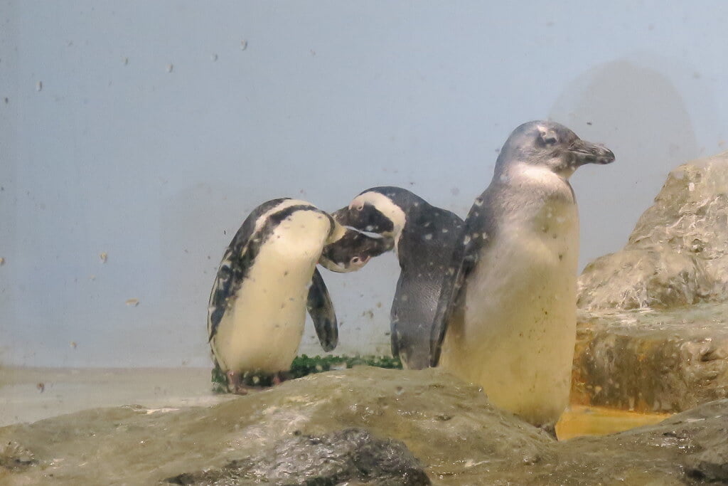 マクセル アクアパーク品川の写真6