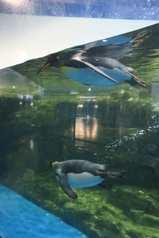 マクセル アクアパーク品川の写真7