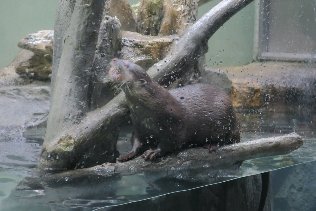 マクセル アクアパーク品川の写真10