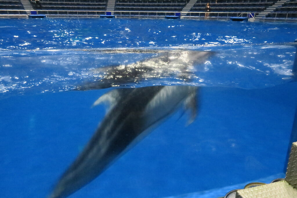 マクセル アクアパーク品川の写真11