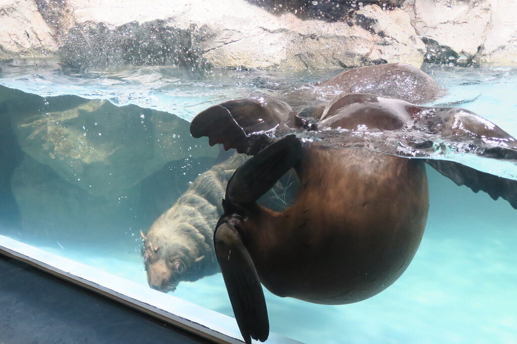 マクセル アクアパーク品川の写真12