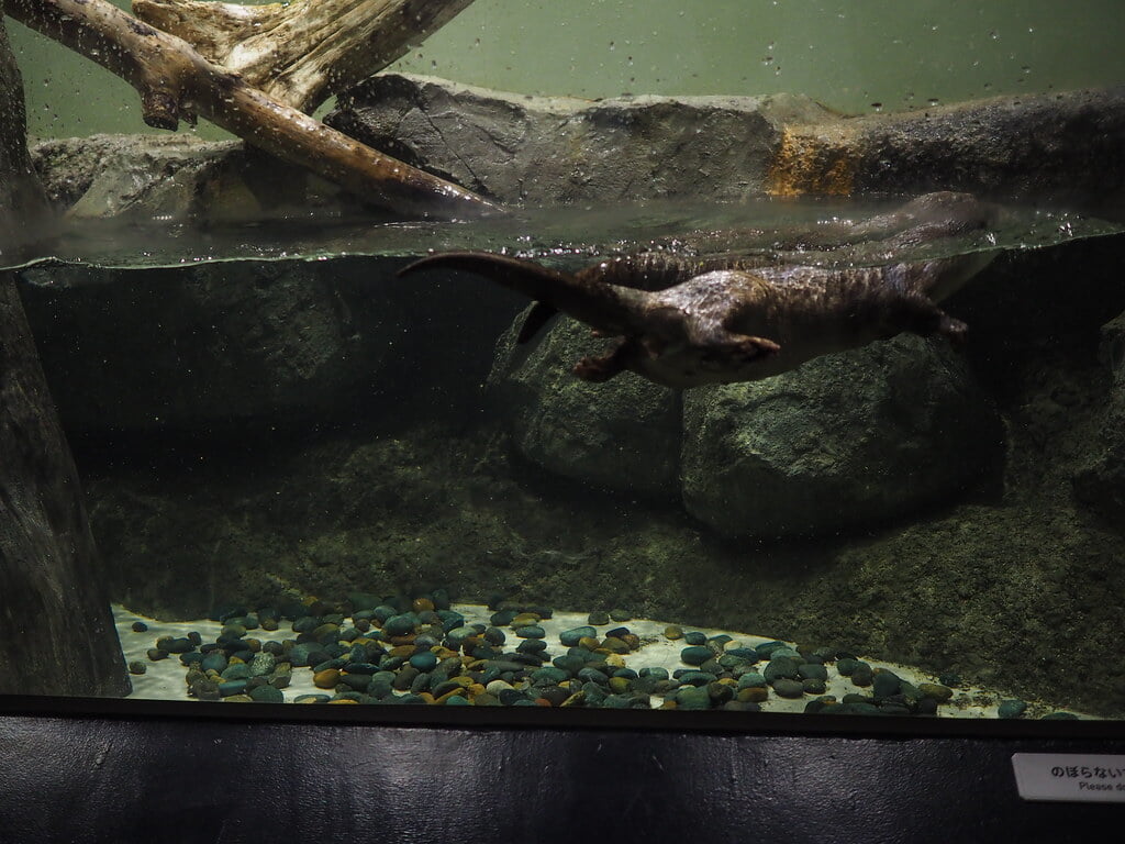 マクセル アクアパーク品川の写真14