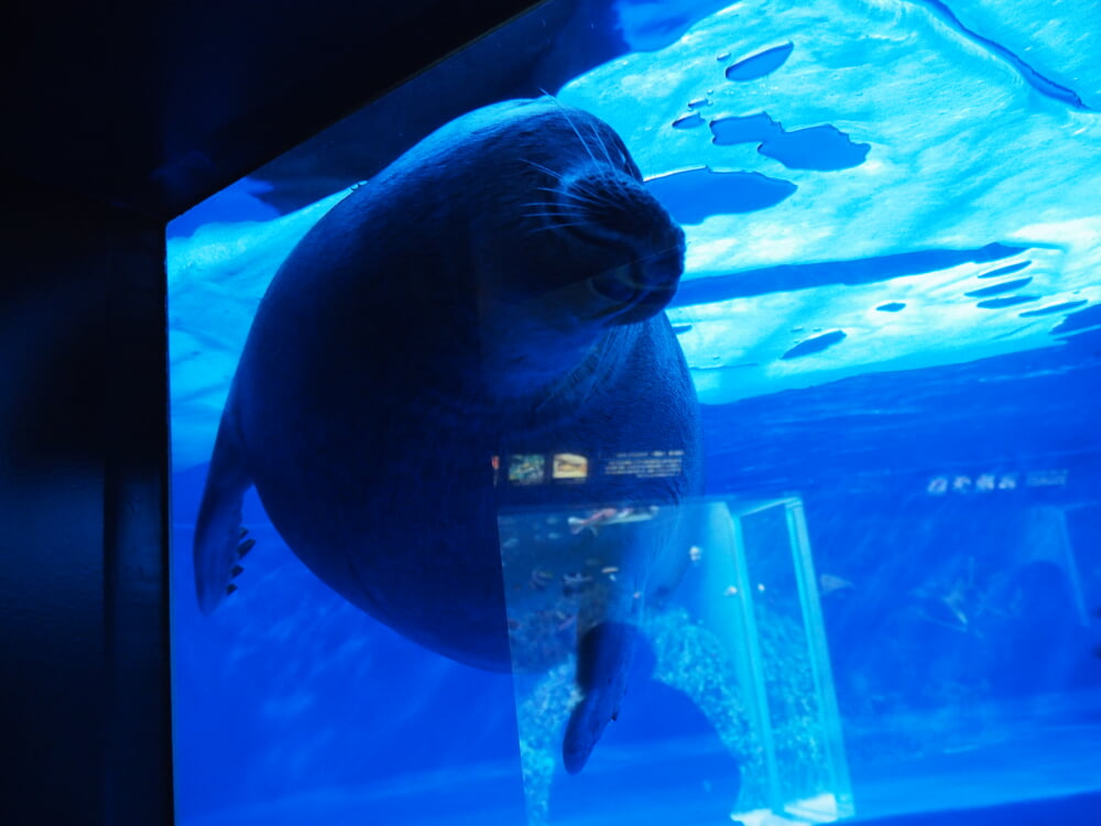 サンシャイン水族館の写真4