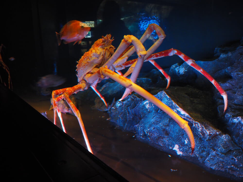 サンシャイン水族館の写真5