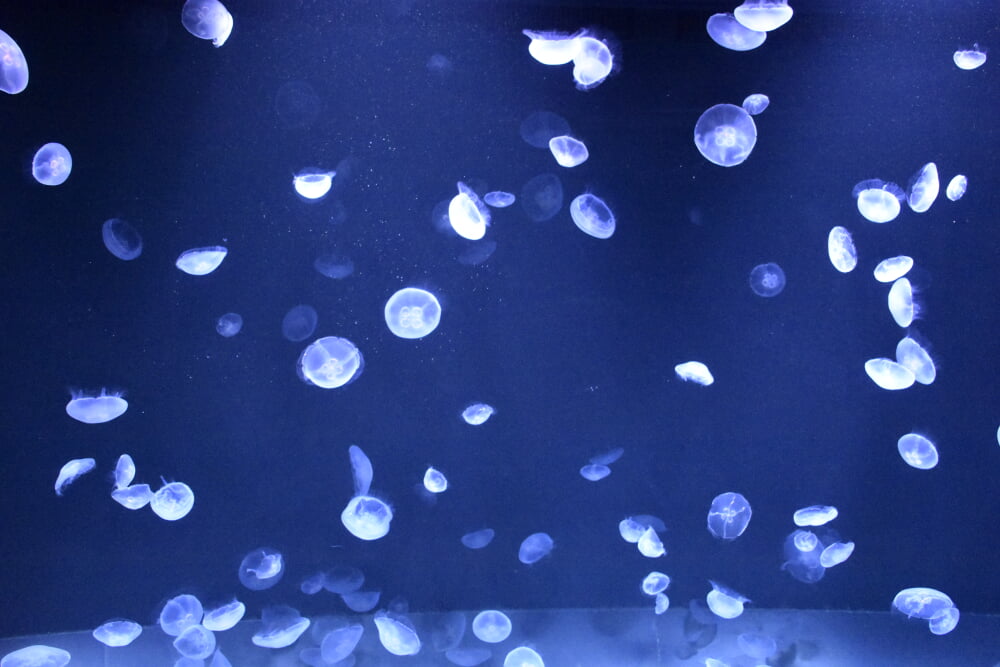 サンシャイン水族館の写真10