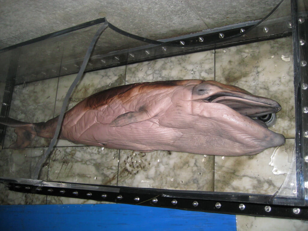 海の科学館の写真2