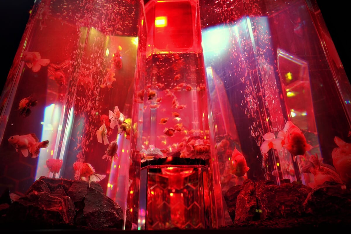 奈良金魚ミュージアムの写真3