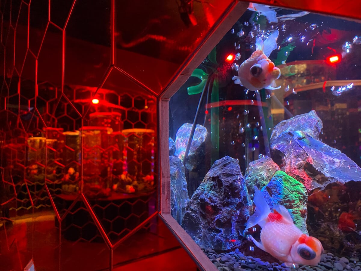 奈良金魚ミュージアムの写真6