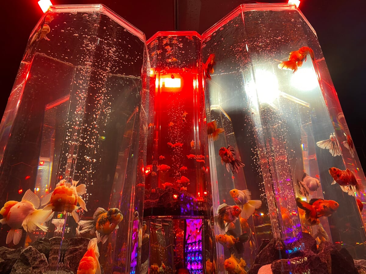 奈良金魚ミュージアムの写真9