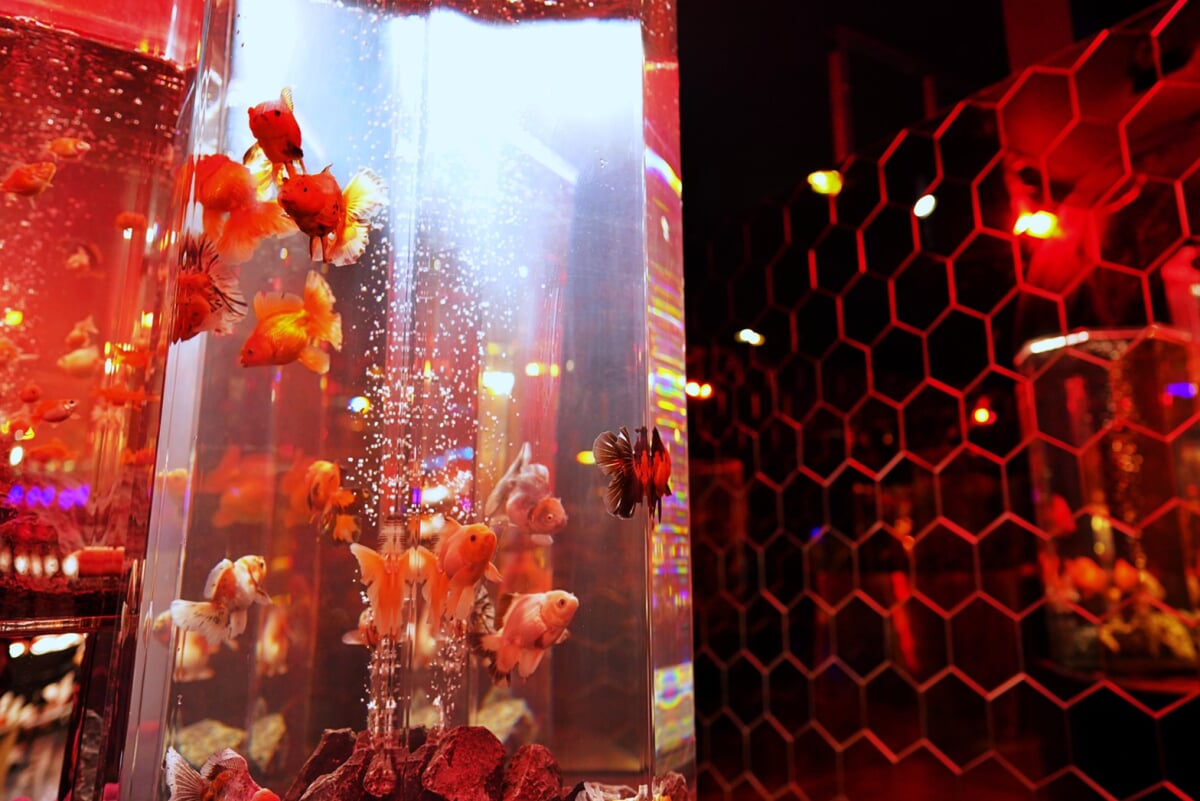 奈良金魚ミュージアムの写真11