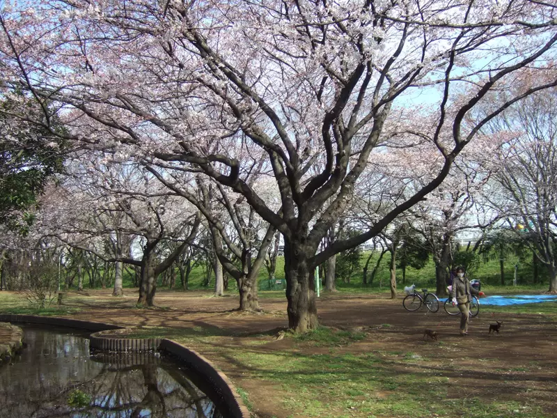 稲田公園の写真1