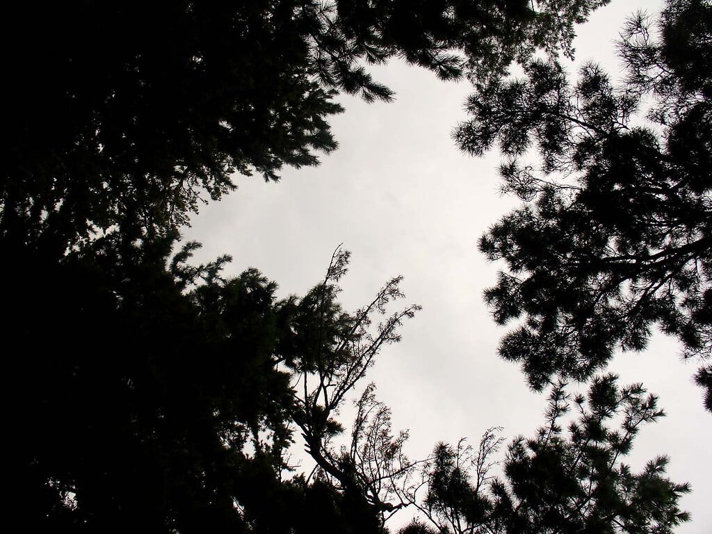 天橋立 傘松公園の写真3