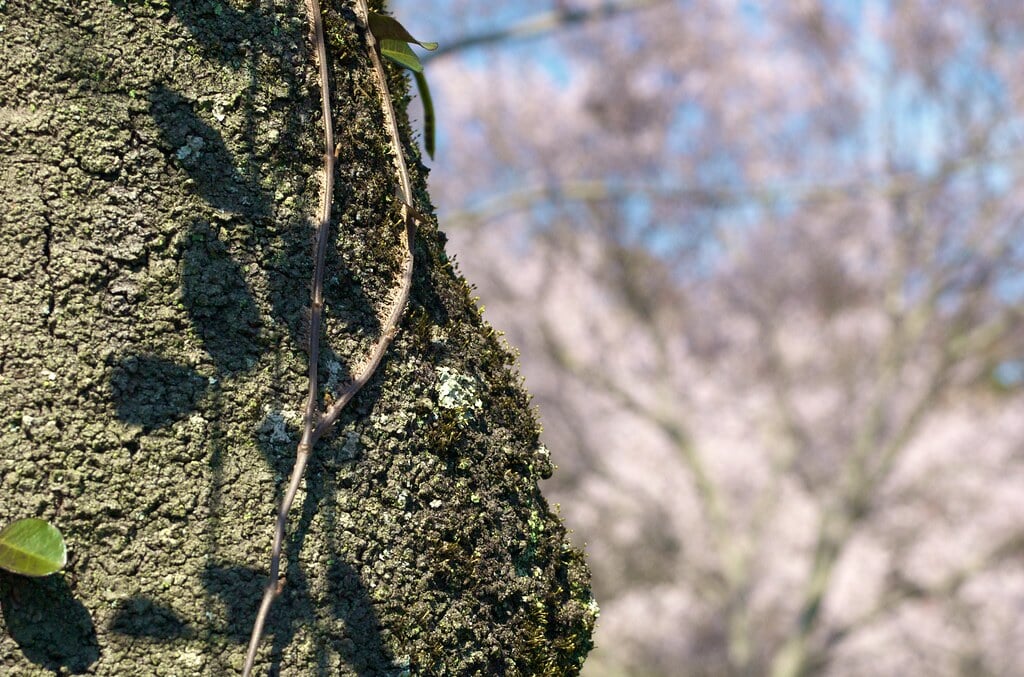 桜淵公園の写真9
