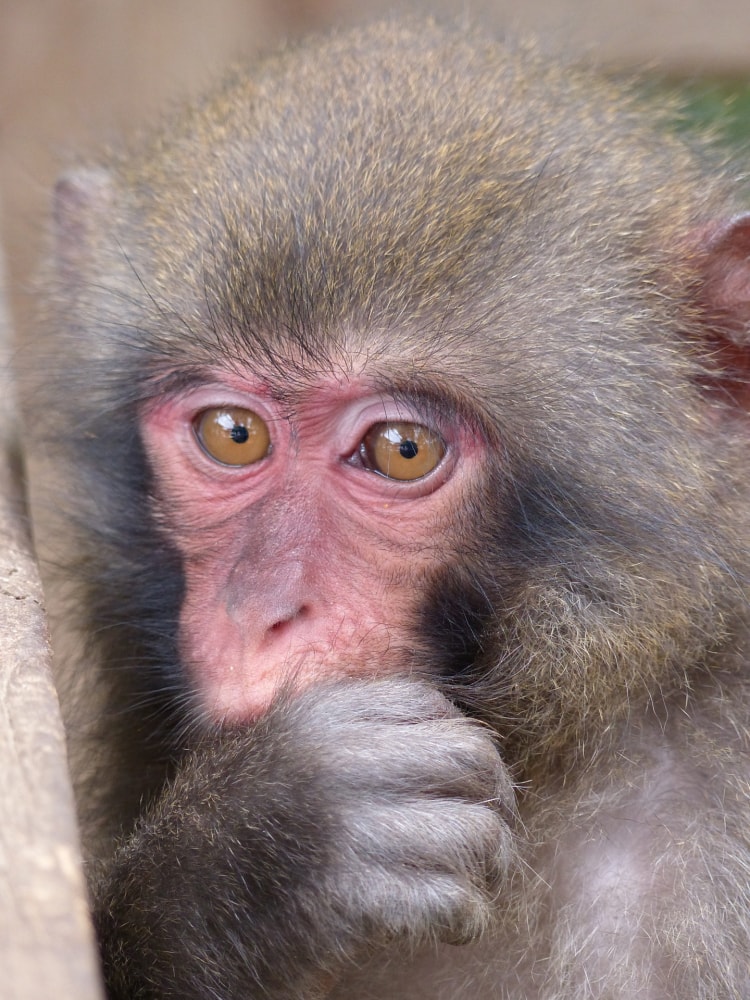 しろとり動物園の写真2