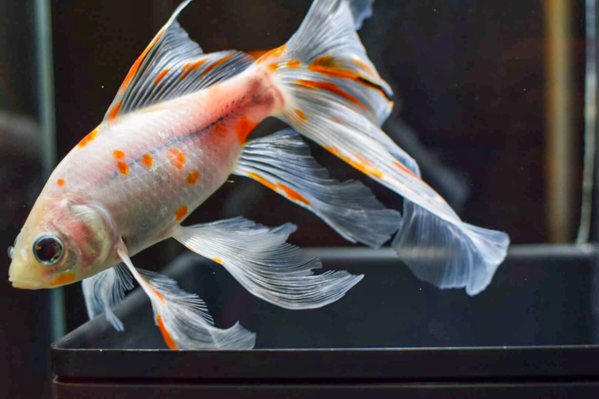 御殿場高原時之栖 水中楽園アクアリウムの写真2