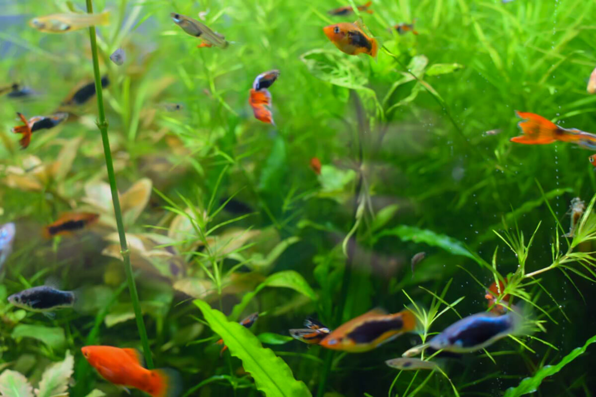 御殿場高原時之栖 水中楽園アクアリウムの写真4