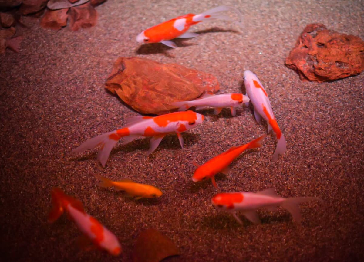 御殿場高原時之栖 水中楽園アクアリウムの写真1