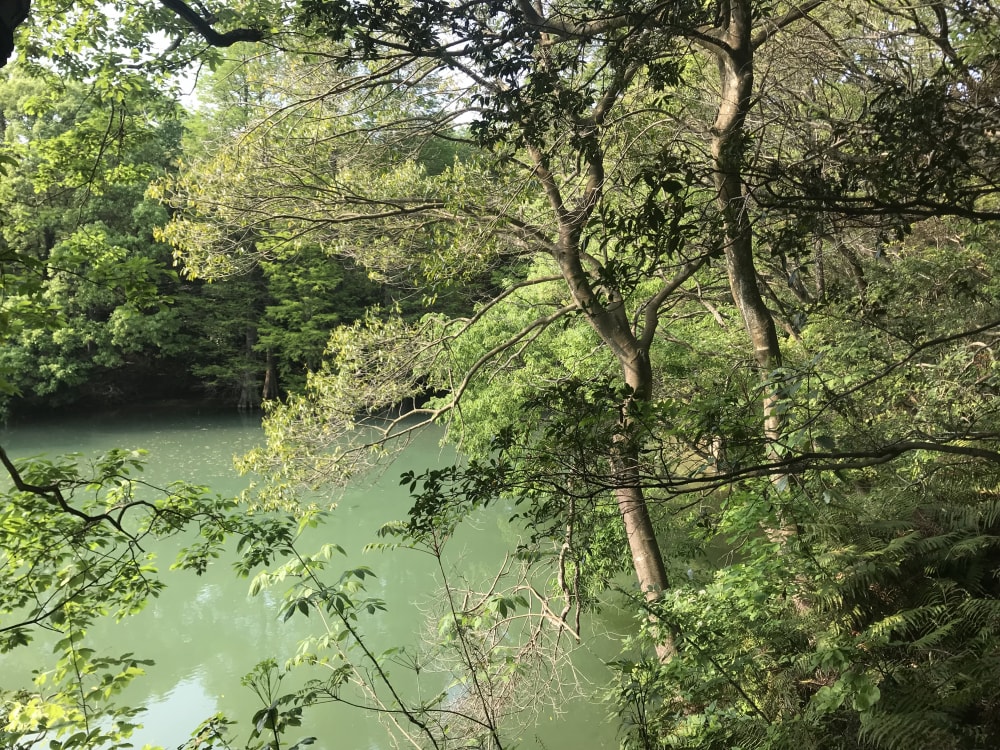 篠栗九大の森の写真2