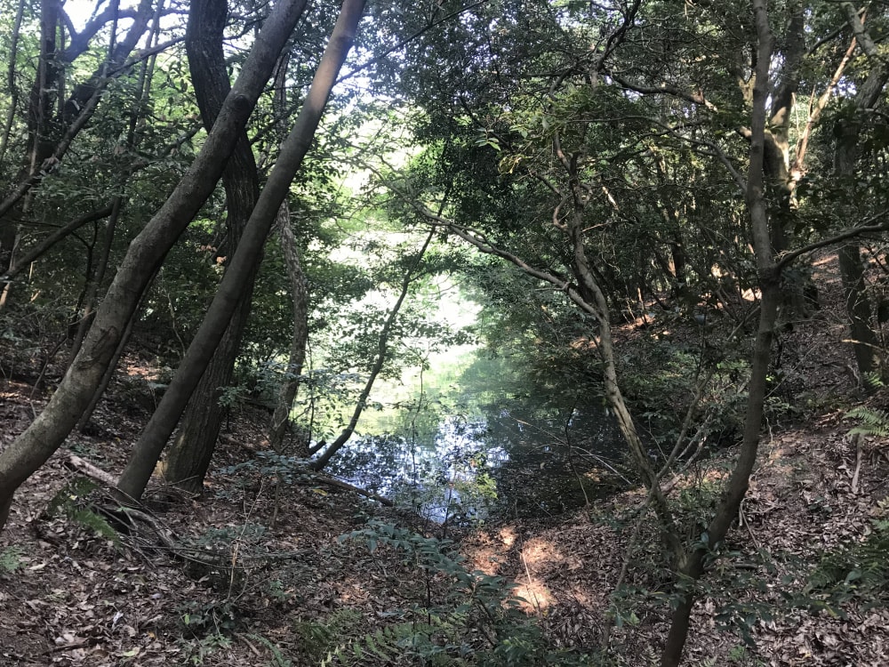 篠栗九大の森の写真3