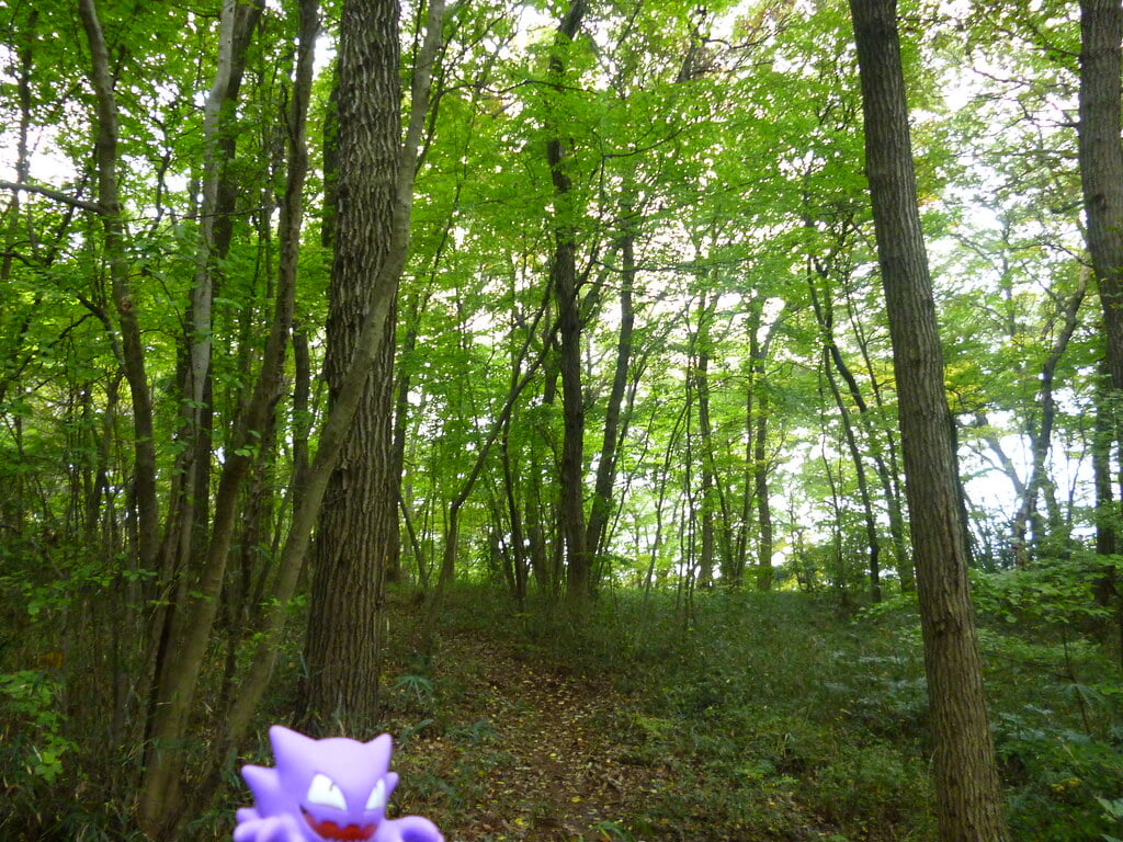 八国山緑地の写真5