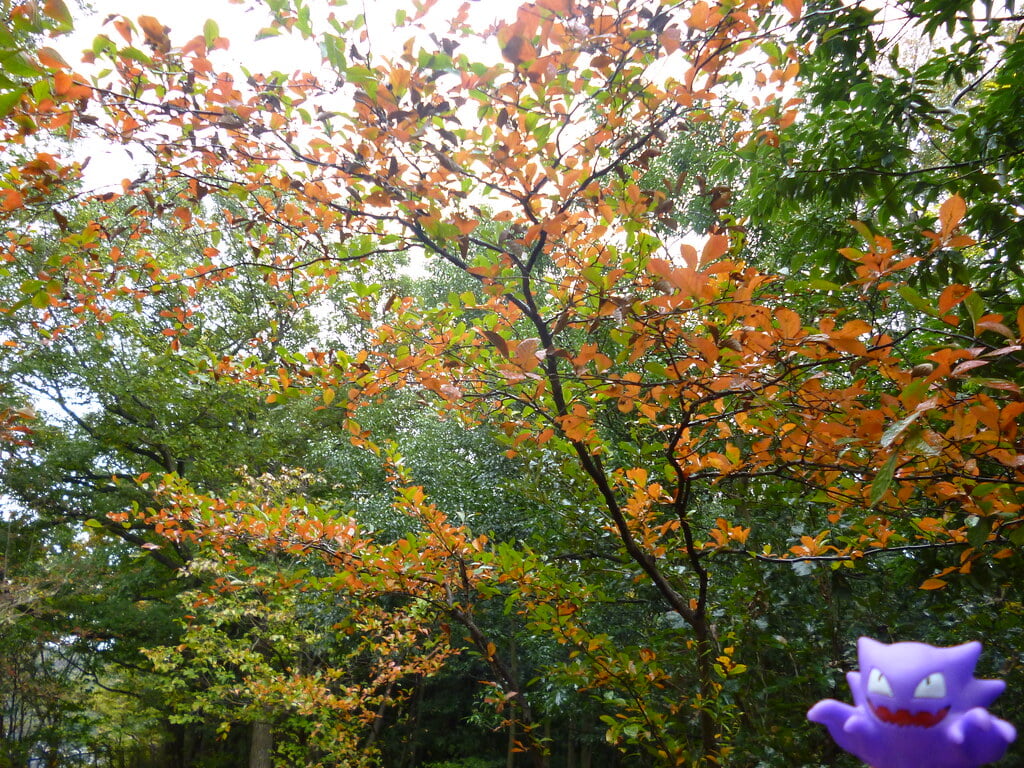 八国山緑地の写真6