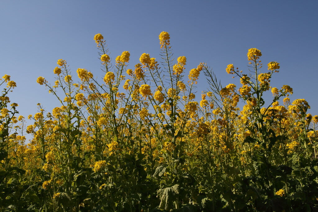 体験型ハーブ園 大神ファームの写真2