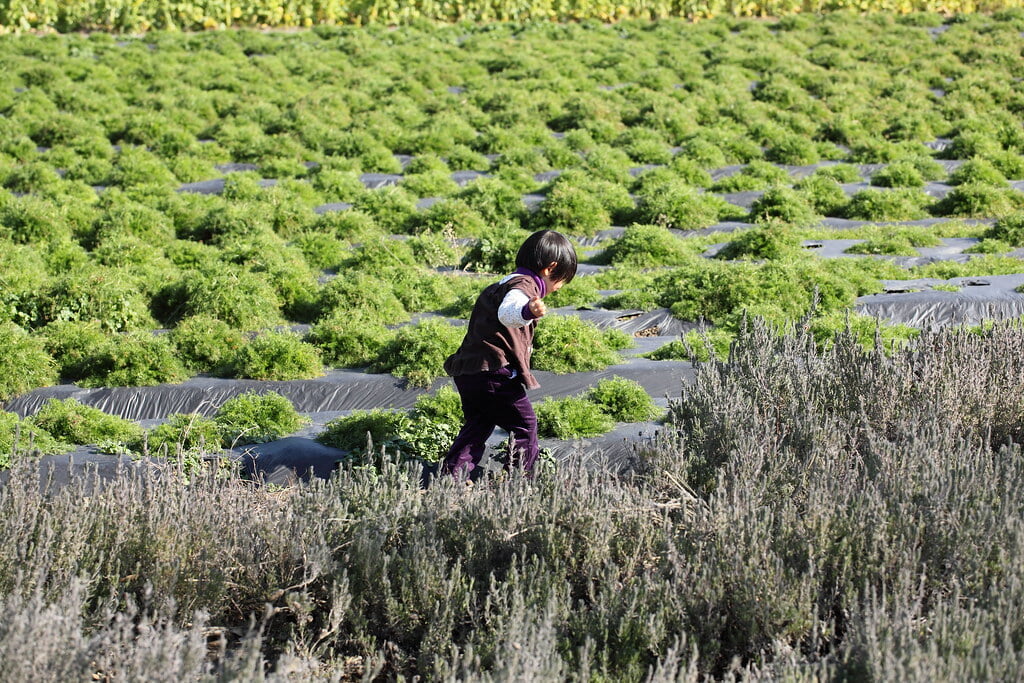 体験型ハーブ園 大神ファームの写真6