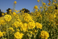 体験型ハーブ園 大神ファーム