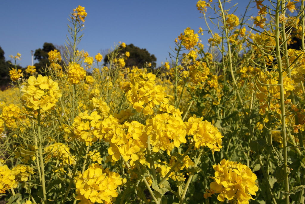 体験型ハーブ園 大神ファームの写真1