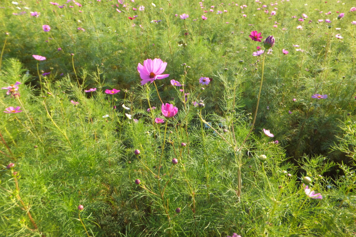 パルシェ 香りの館 香りの湯の写真3