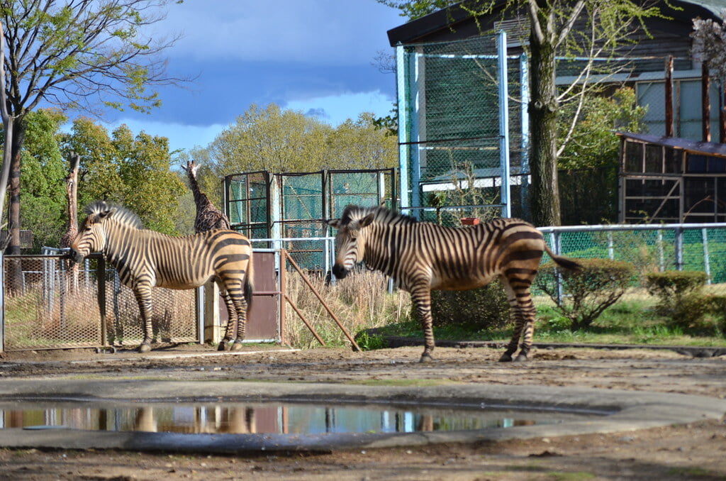 埼玉県こども動物自然公園の写真4
