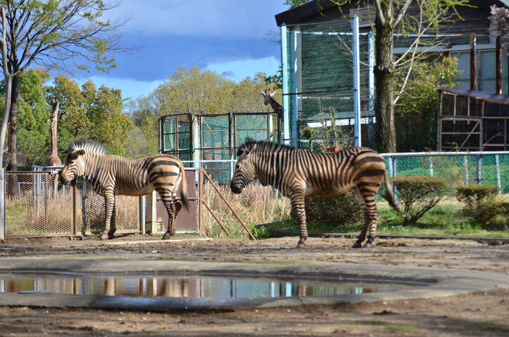 埼玉県こども動物自然公園の写真5