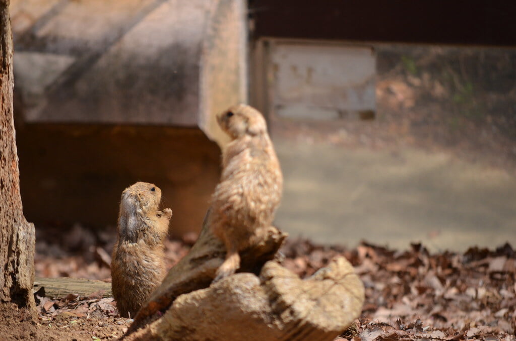 埼玉県こども動物自然公園の写真7