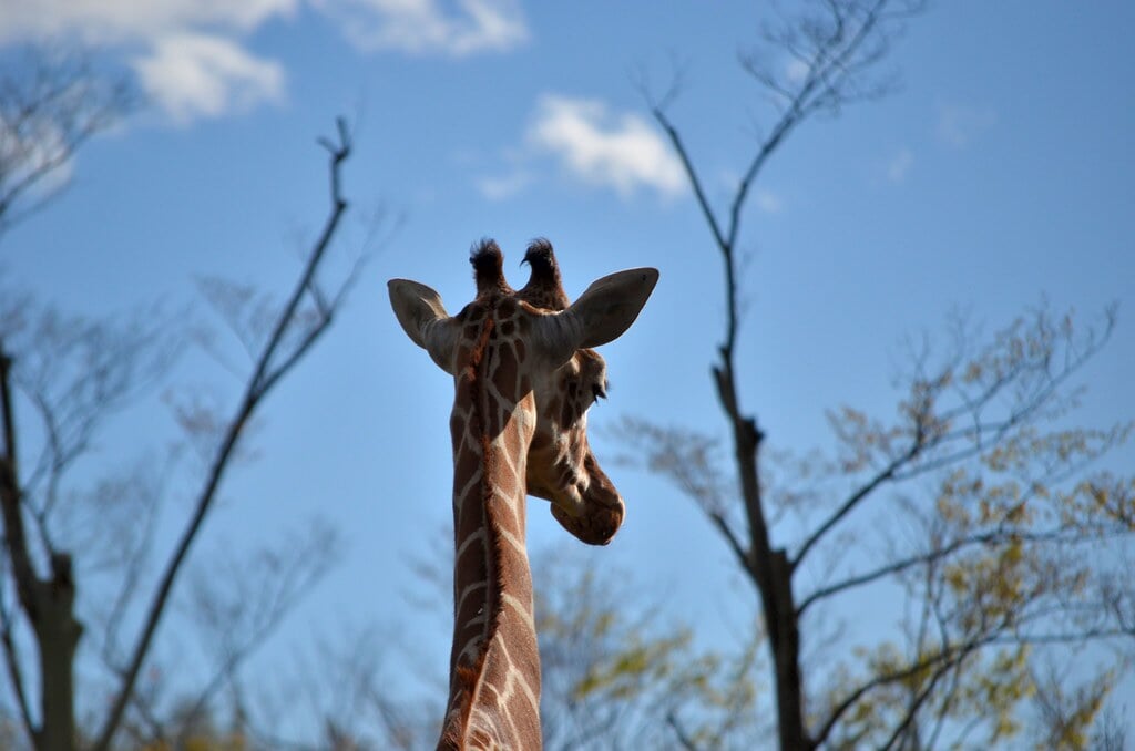 埼玉県こども動物自然公園の写真11