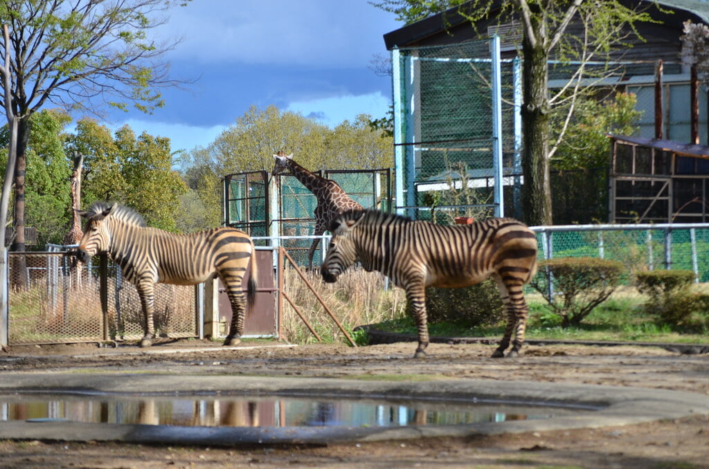 埼玉県こども動物自然公園の写真1
