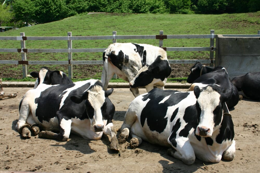 こどもの国の写真3