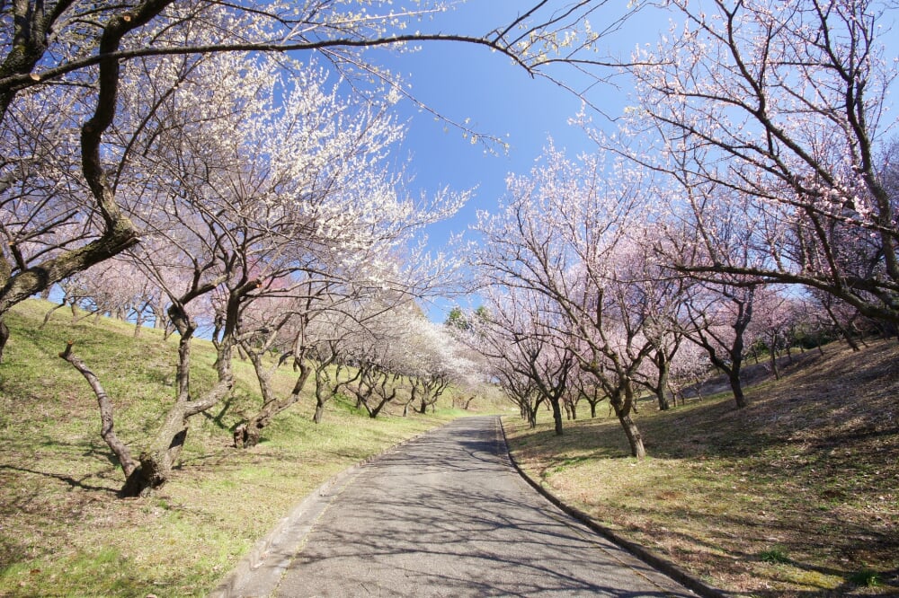 こどもの国の写真6