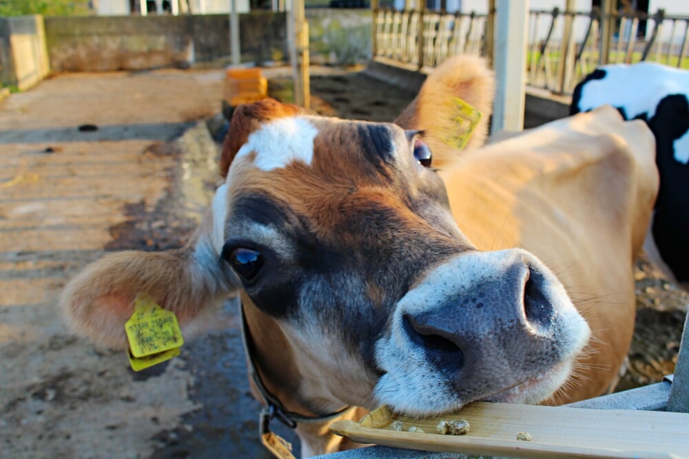 こどもの国の写真7