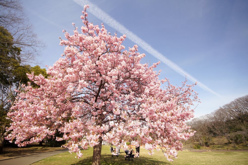 こどもの国の写真9