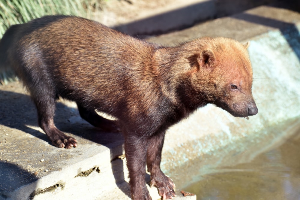 京都市動物園の写真2