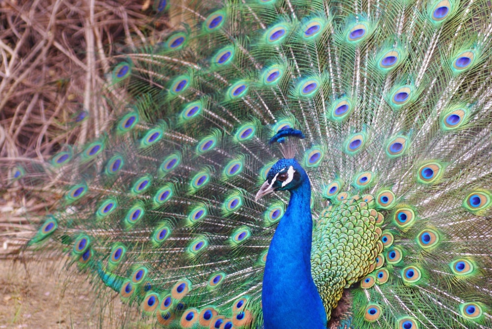 京都市動物園の写真3