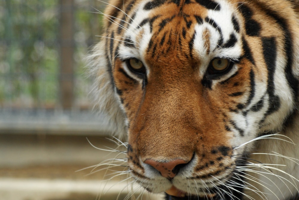京都市動物園の写真4